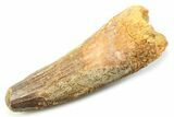Fossil Spinosaurus Tooth - Feeding Worn Tooth #357711-1